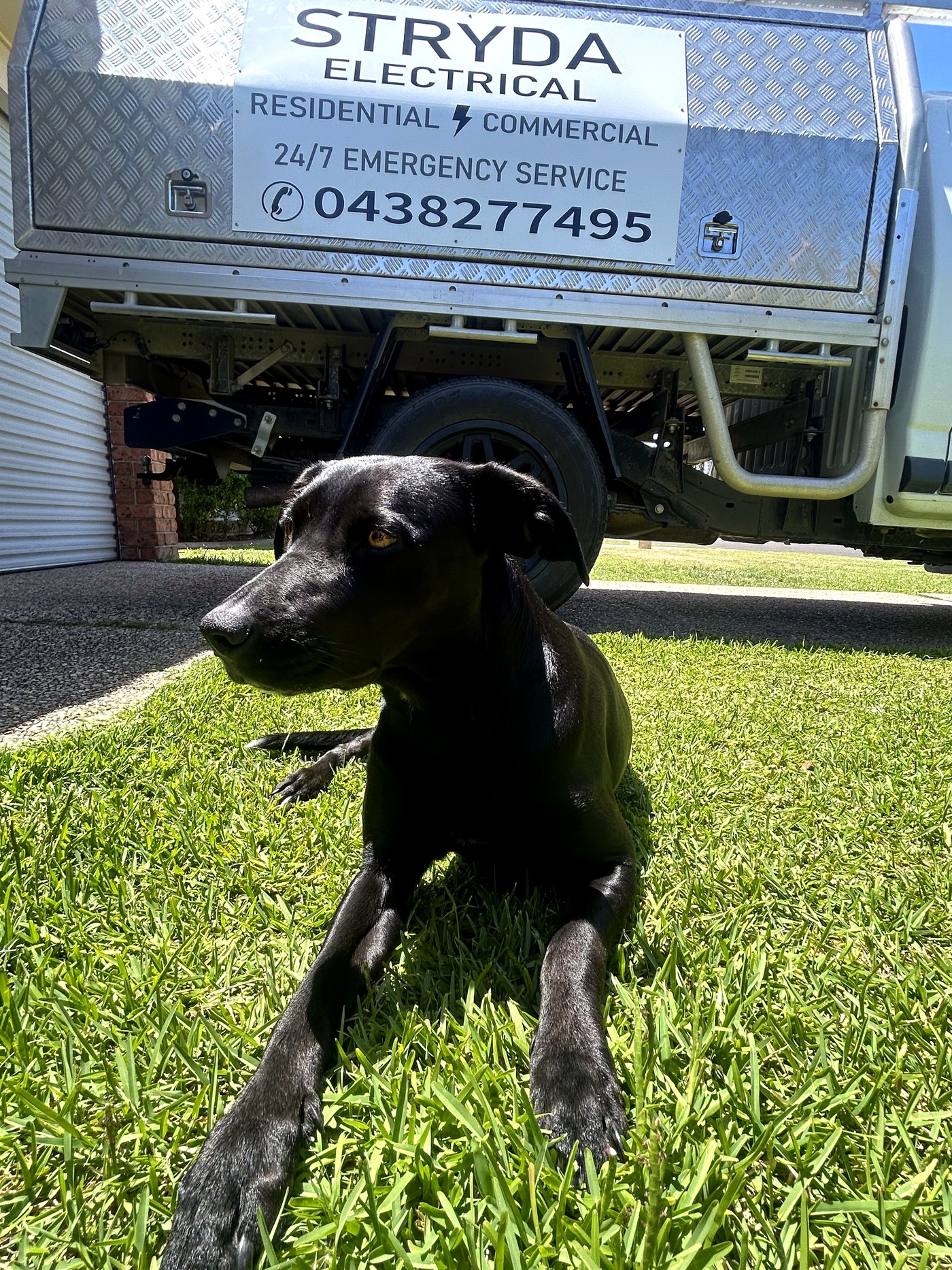 Stryda, Josh's border collie, in front of the Stryda Electrical ute